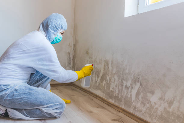 Licensed Basement Mold Remediation service in Darien, IL - 24 Hour Mold Removal
