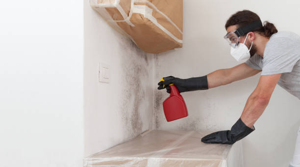Professional Basement Mold Remediation technician working in Darien, IL