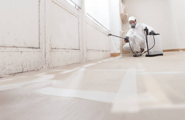 24/7 Emergency Basement Mold Remediation experts in Darien, IL