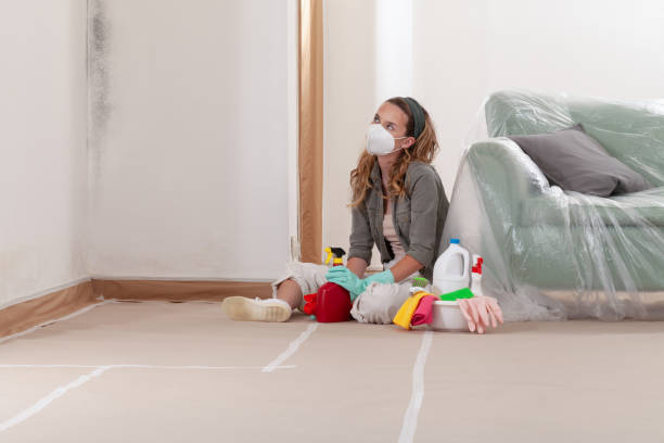 Reliable Basement Mold Remediation contractor in Darien, IL by 24 Hour Mold Removal