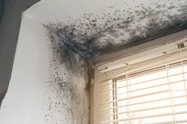 Affordable Basement Mold Remediation solutions in Darien, IL