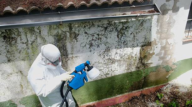 Top rated local Basement Mold Remediation specialists in Darien, IL